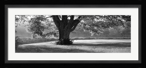 Framed Ascendancy Print