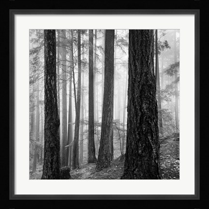 Framed Photography Print