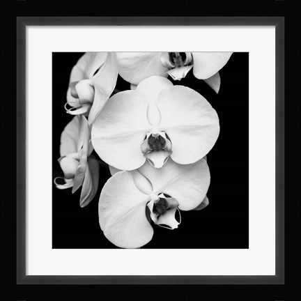 Framed Orchid Portrait I Print