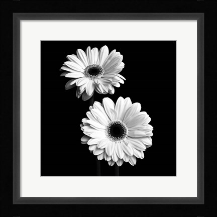 Framed Gerbera Portrait I Print