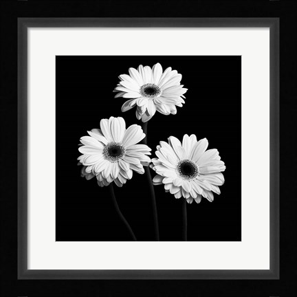 Framed Gerbera Portrait II Print