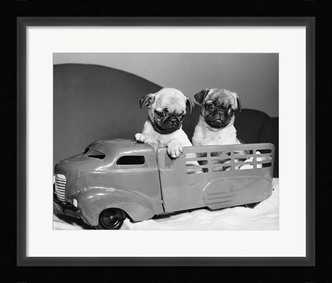 Framed Pug Puppies Sitting In Back Of Toy Truck Print