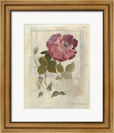 Framed Centifolia Rose Crop Print