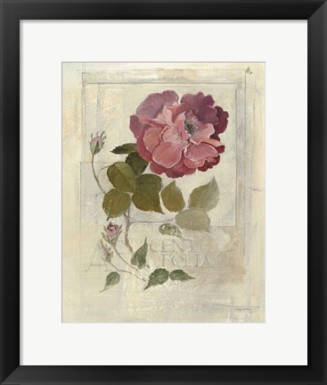 Framed Centifolia Rose Crop Print
