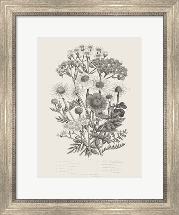 Framed Flowering Plants V Neutral Print