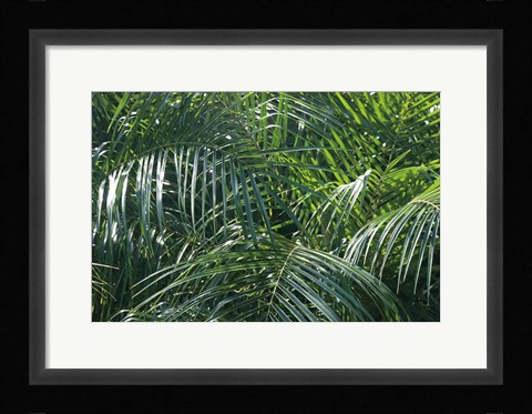 Framed Tropical Fronds Print