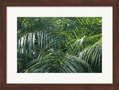 Framed Tropical Fronds Print