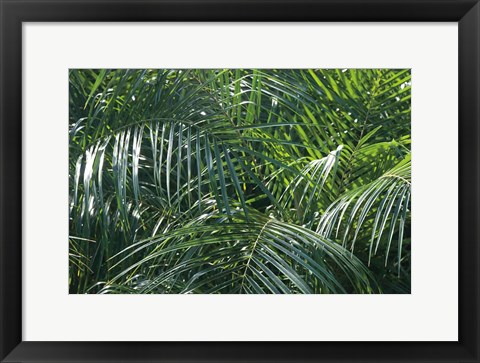 Framed Tropical Fronds Print
