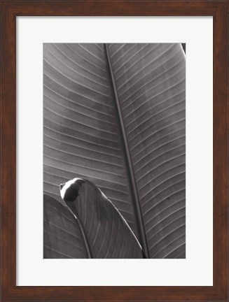 Framed Palm Detail III BW Print