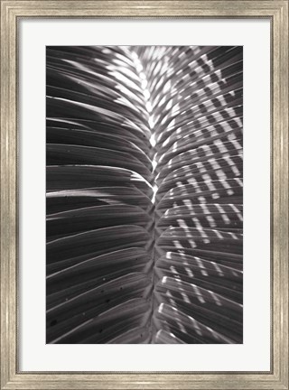 Framed Palm Detail I BW Print