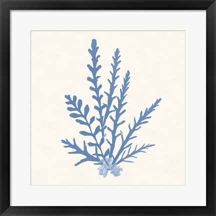 Framed Pacific Sea Mosses III Light Blue Print