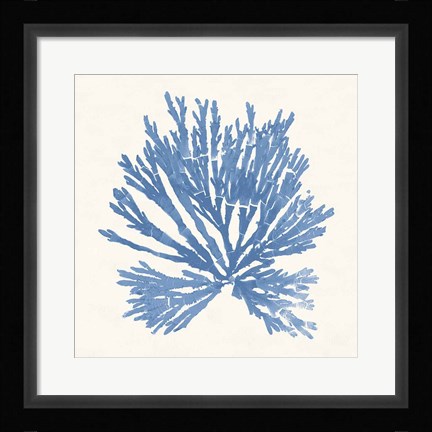 Framed Pacific Sea Mosses II Light Blue Print