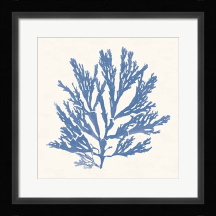 Framed Pacific Sea Mosses I Light Blue Print