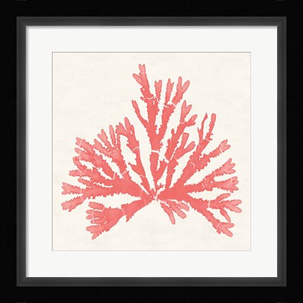 Framed Pacific Sea Mosses IV Coral Print