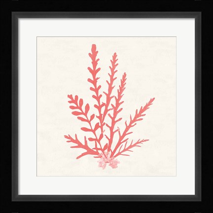Framed Pacific Sea Mosses III Coral Print