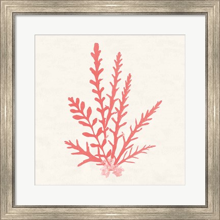 Framed Pacific Sea Mosses III Coral Print