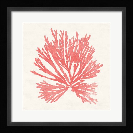 Framed Pacific Sea Mosses II Coral Print