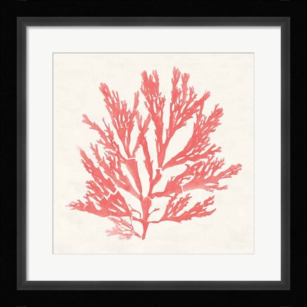 Framed Pacific Sea Mosses I Coral Print