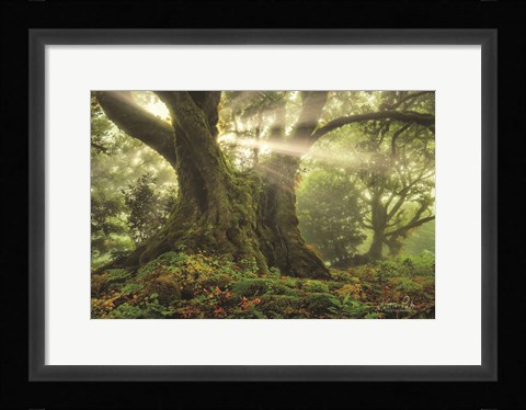 Framed One-Two Tree Print
