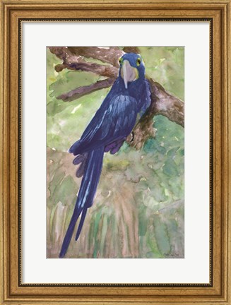Framed Blue Parrot 1 Print