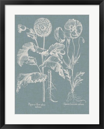 Framed Besler Poppies II Print