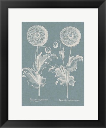 Framed Besler Poppies III Print