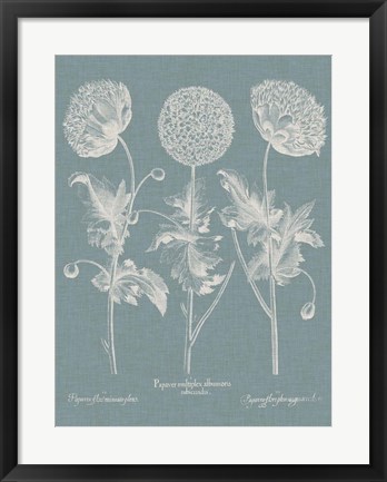 Framed Besler Poppies IV Print