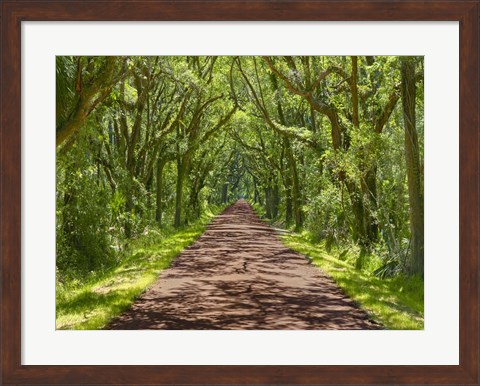 Framed Country Road Photo IV Print