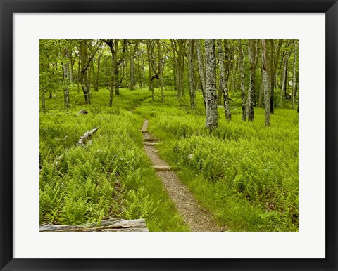 Framed Country Road Photo V Print