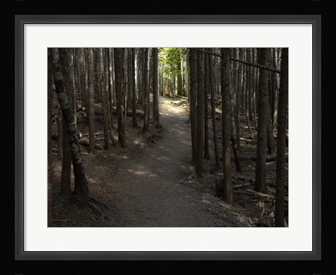 Framed Country Road Photo VI Print