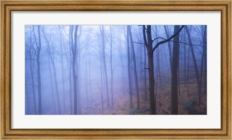 Framed Harriman Woods VI Print