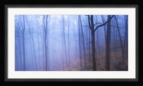 Framed Harriman Woods VI Print