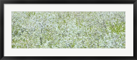 Framed Tree Panorama I Print