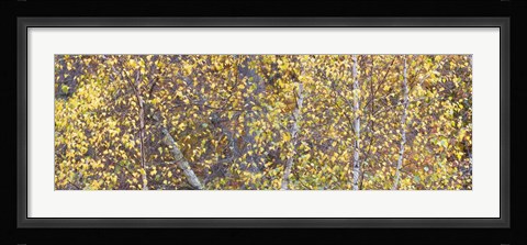 Framed Tree Panorama III Print