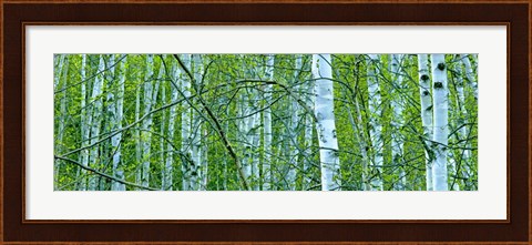 Framed Tree Panorama V Print