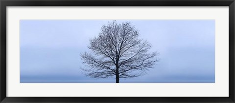 Framed Tree Panorama VI Print