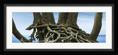 Framed Tree Panorama VII Print