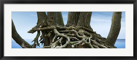 Framed Tree Panorama VII Print