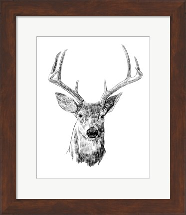 Framed Young Buck Sketch III Print