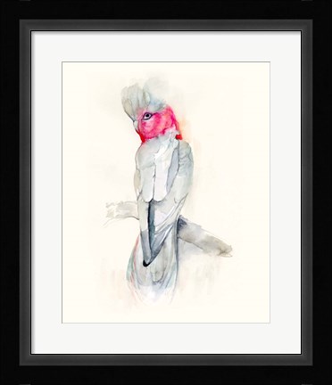 Framed Opera Cockatoo II Print