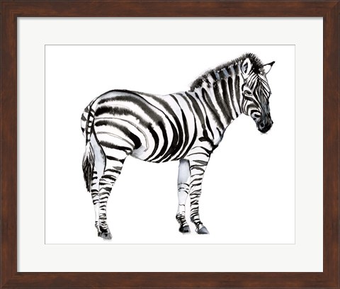 Framed Standing Zebra I Print
