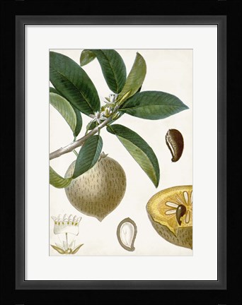 Framed Turpin Tropical Fruit I Print