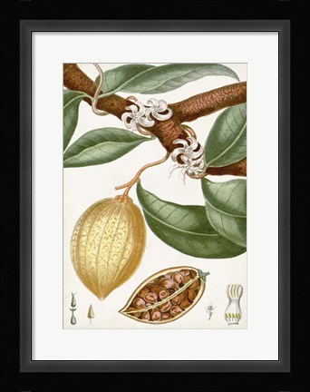 Framed Turpin Tropical Fruit II Print