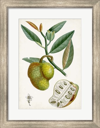 Framed Turpin Tropical Fruit III Print