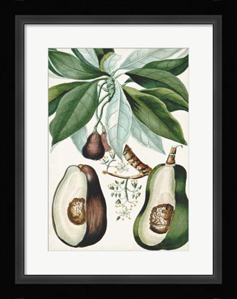 Framed Turpin Tropical Fruit V Print