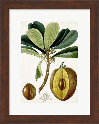Framed Turpin Tropical Fruit VI Print