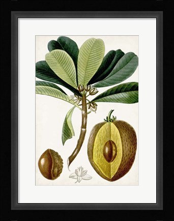 Framed Turpin Tropical Fruit VI Print