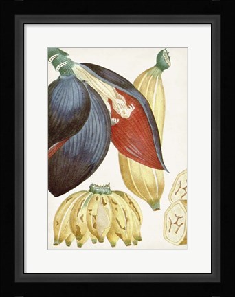 Framed Turpin Tropical Fruit VII Print