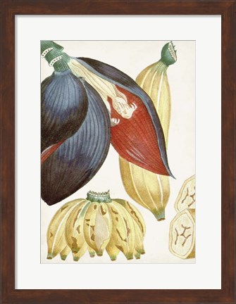 Framed Turpin Tropical Fruit VII Print