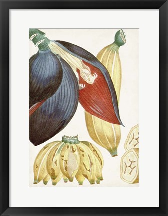 Framed Turpin Tropical Fruit VII Print